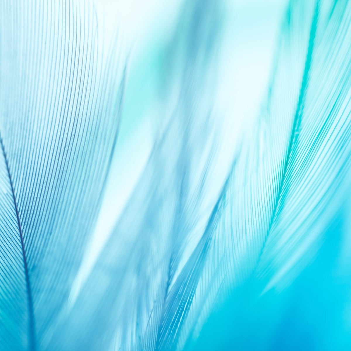 Covana Blue Velvet semi-opaque roller sun screen